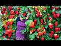 Lots of Harvested Fresh Strawberries! Making Jam, Cake and Juice for Winter!