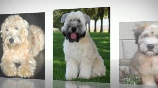 How To Train Soft Coated Wheaten Terrier