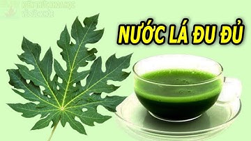 Uống nước lá đu đủ có tác dụng gì?