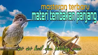 Masteran terbaru materi tembakan panjang ❗ siri siri kecil dan belalang emas 🔥
