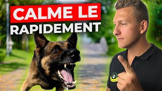 Ton chien est AGRESSIF et tu ne SAIS pas Comment FAIRE ? Applique L'exercice du RAF !