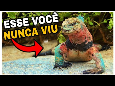 Vídeo: Moloch - um lagarto que surpreende com sua aparência