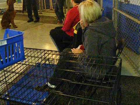 Barbara Woodhouse Dog Training Dvd Barbara Woodhouse Dog Training Dvd