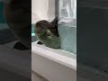 【海遊館】体勢が決まらないワモンアザラシ・ミゾレ