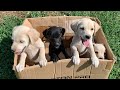 Puppies separated from their mother and abandoned by the dumpster