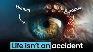 Why Human and Octopus Eyes Are Shockingly Similar