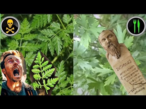 Video: Hemlock Budama: Baldıran ağacının budaması üçün məsləhətlər