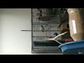 Nest making zebra finch  indoor cage  hand made feeder