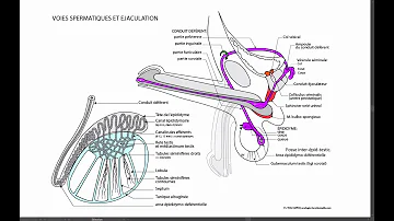 Quels sont les voies spermatiques ?