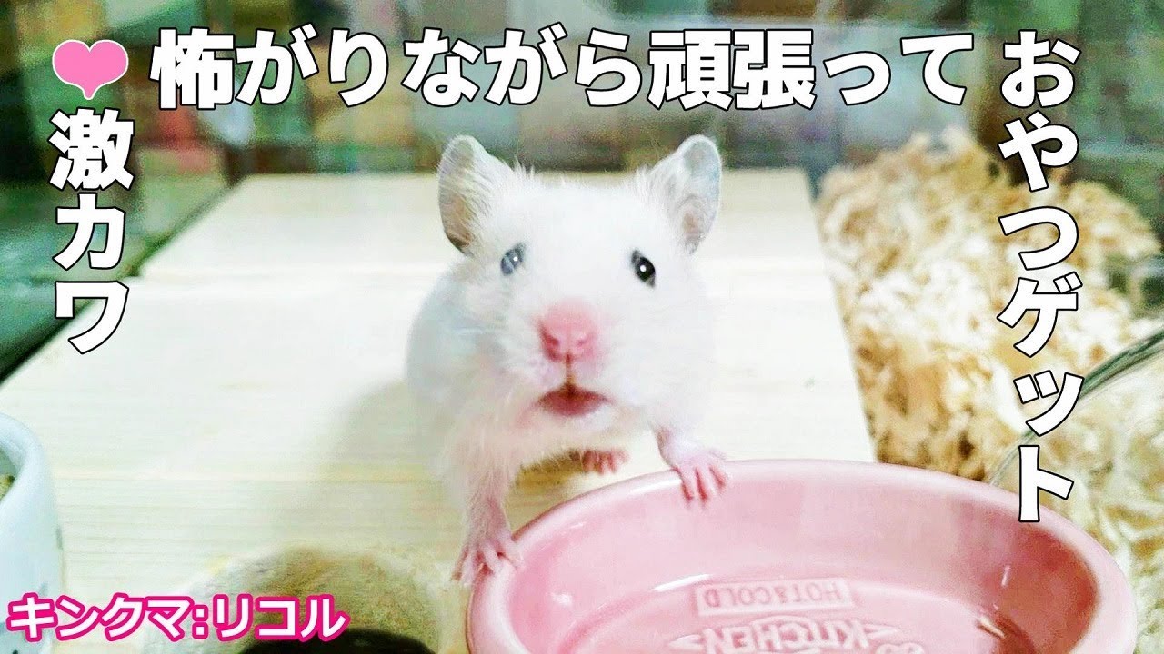 お迎え１週間 怖がりすぎ ビクビクおやつを取る臆病なハムスターが可愛すぎる Youtube
