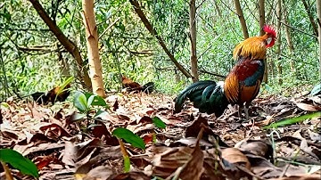 Bẫy gà rừng trống tơ lần đầu chạm bổi nết chơi quá hay | Hoàng Thắng