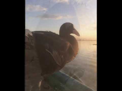 صوت دجاج ماي جديد