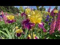 Schreiner's Iris Garden Tour 2021