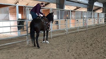 Noche picking me up off the fence