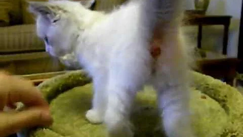 Video 1114541: kittens royal cats, lions royale, kitten playing