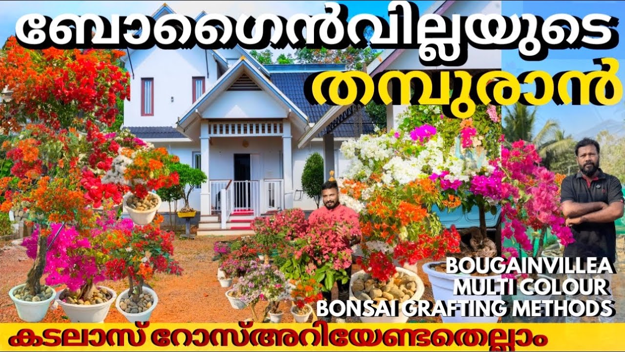 bonsai bougainvilla multi colour grafting methods❣️അവിശ്വസനീയ വിസ്മയ ലോകം ബോൺസായിബോഗൈൻ വില്ല കളക്ഷൻ