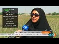 Iran Ab-Tavil village, Bushehr county, Aloe Vera harvest برداشت آلوورا روستاي آب طويل شهرستان بوشهر