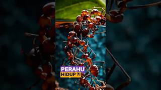 Semut Ini BISA BIKIN PERAHU?! 🛶🐜 | Kerja Sama yang Bikin Takjub!