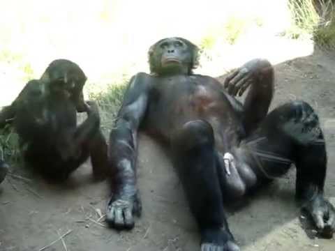 Gorilla balls Big balls gorilla Blank Template - Imgflip HOLY FUCKING GORIL...