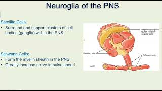 Glial cells of PNS video