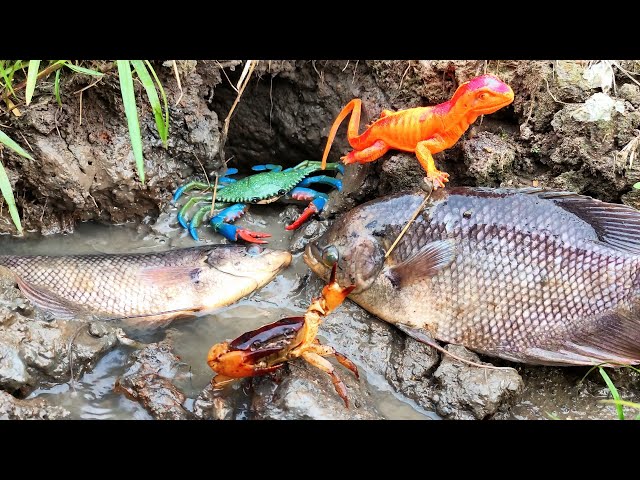 Finding Big Gurame fish in river, real crab, sea animal toys, lobster, star fish - Part259 class=