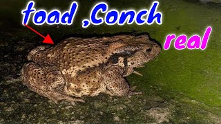I felt strange the first time I saw it॥ toad ,Conch ॥ own friendly studio