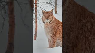 Євразійська рись зблизька | 4K HDR неймовірна дика природа Півночі