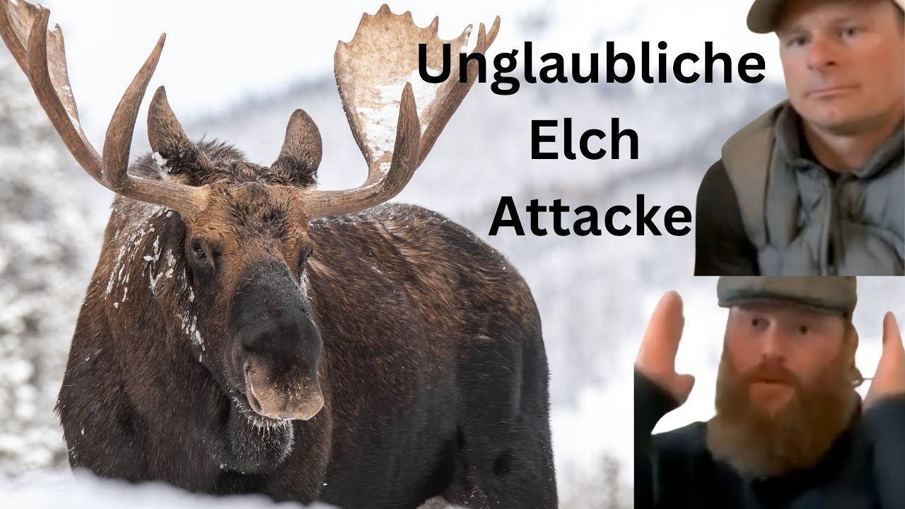 700 Kilo Wut | Eine unglaubliche Attacke | Elche Gefährlicher als Bären?