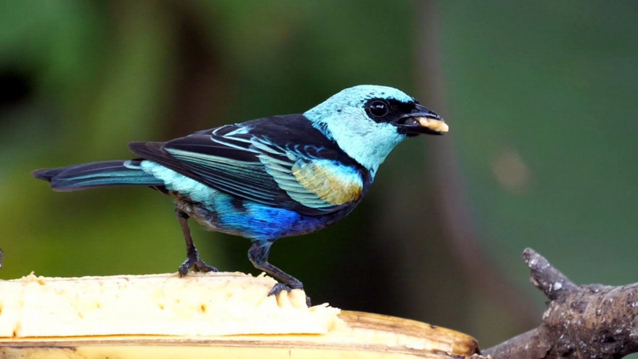 Blue-necked Tanager in Ecuador. 