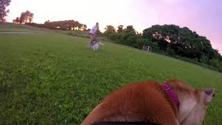 GoPro - Dog POV at the dog park (part 2)