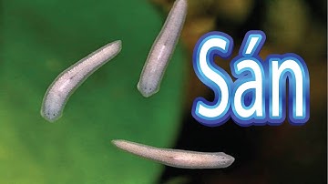 Sán trong hồ tép: Nguyên nhân, hậu quả và biện pháp khắc phục.