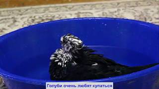 Голубь Чиль купается ✿ Pigeon Chill bathes