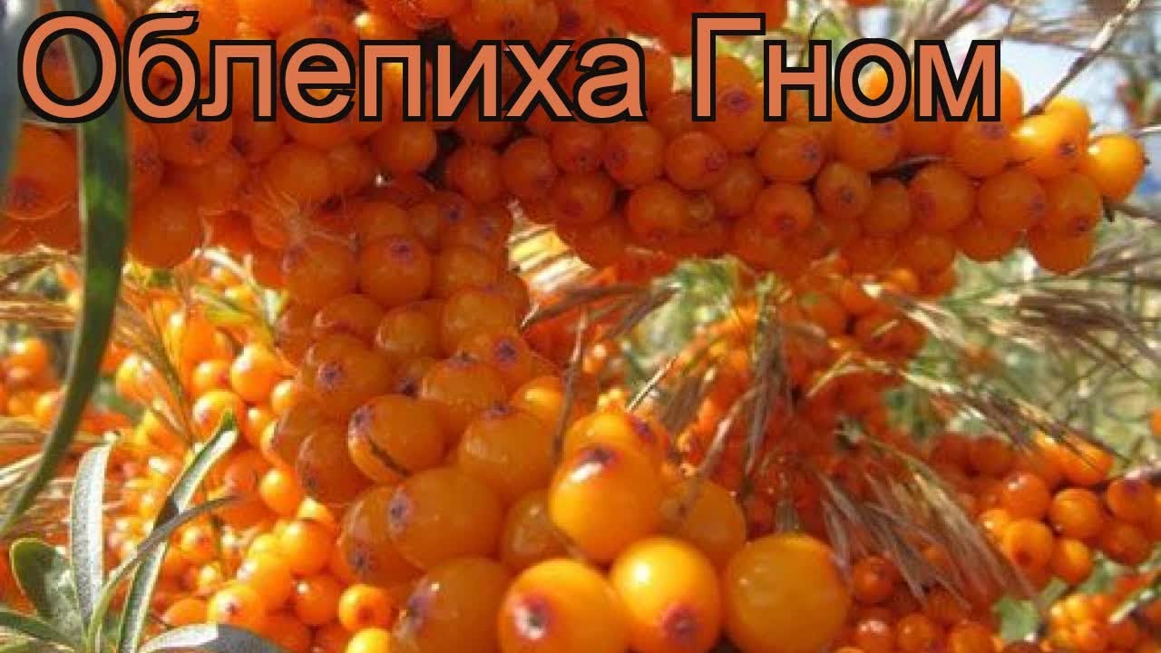 Облепиха алей