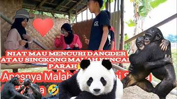 Gara Gara Maling Dangder Atau Maling Singkong 🤣LucuNgakak