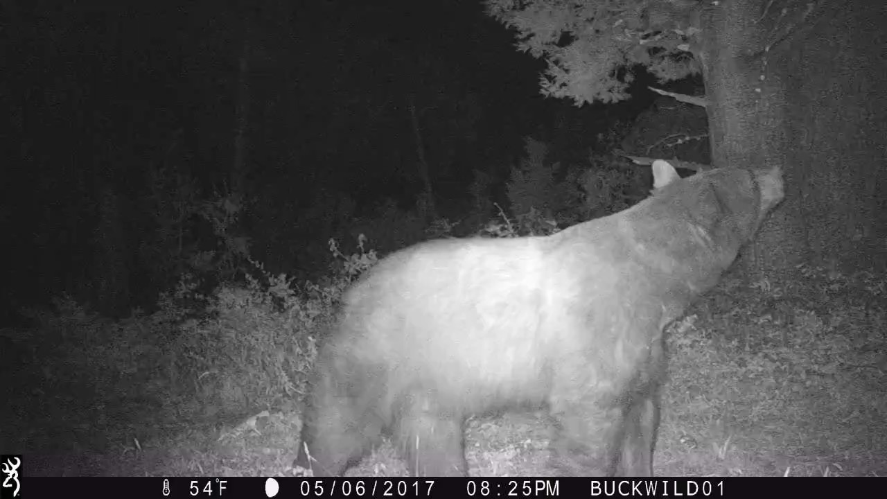 Prescott National Forest Arizona Black Bear YouTube