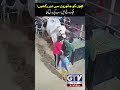 Parents Warning! | Shocking Animal Incident | Children Safe Around Animals | GTV