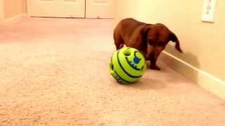 Dog toy ball that makes noise 1