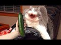 Cats Vs Cucumbers Compilation