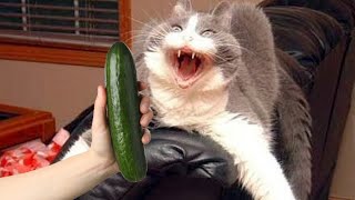 Celebrity Cats Vs Cucumbers Compilation Profile