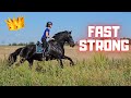 Queen👑Uniek loves this! | Wûnder and Mario learn to be tied up | And more | Friesian Horses