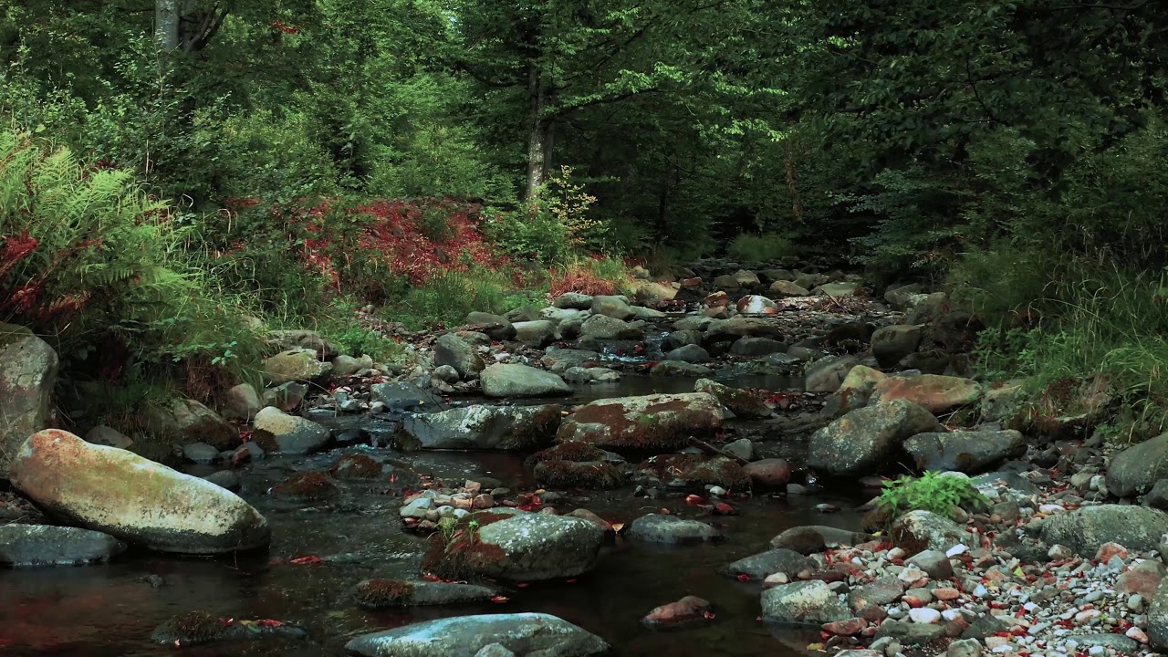 Msica Zen Para Relajarse Con El Sonido Del Agua  Libera