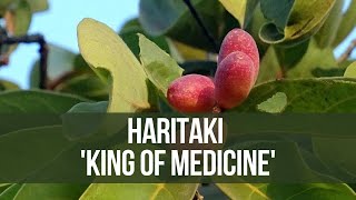 Haritaki Benefits And Uses
