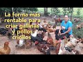 como hacer rentable mi proyecto de gallinas y pollos criollos