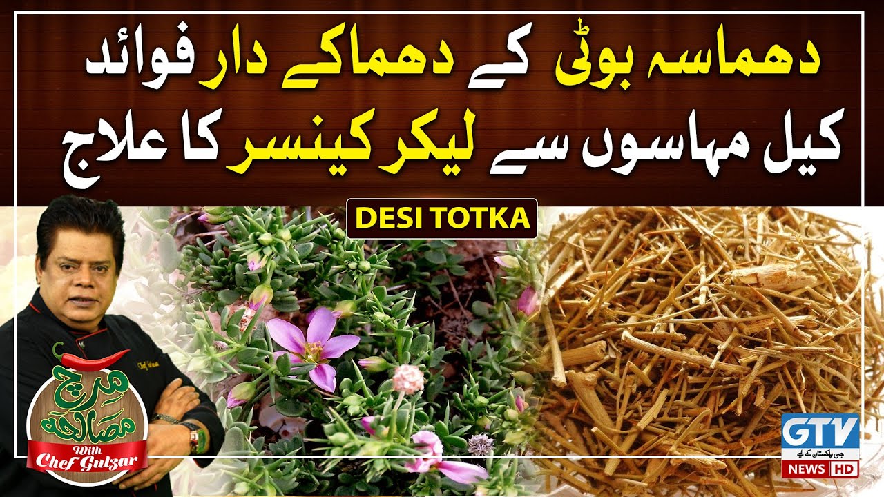 Chef Gulzar Kay Totkay Benefits Of Dhamasa Booti Cure Of Acne To chef-gulzar-kay-totkay-benefits-of-dhamasa-booti-cure-of-acne-to