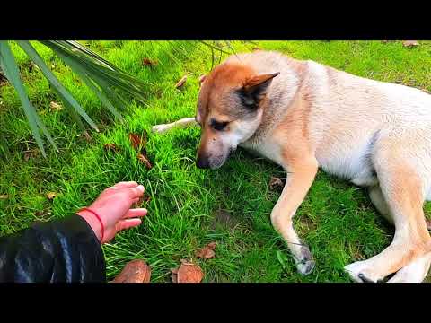 Девушки из Крыма