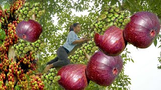 Harvesting Natural Fruits Goes to the market sell - Animal care - Lý Thị Cam