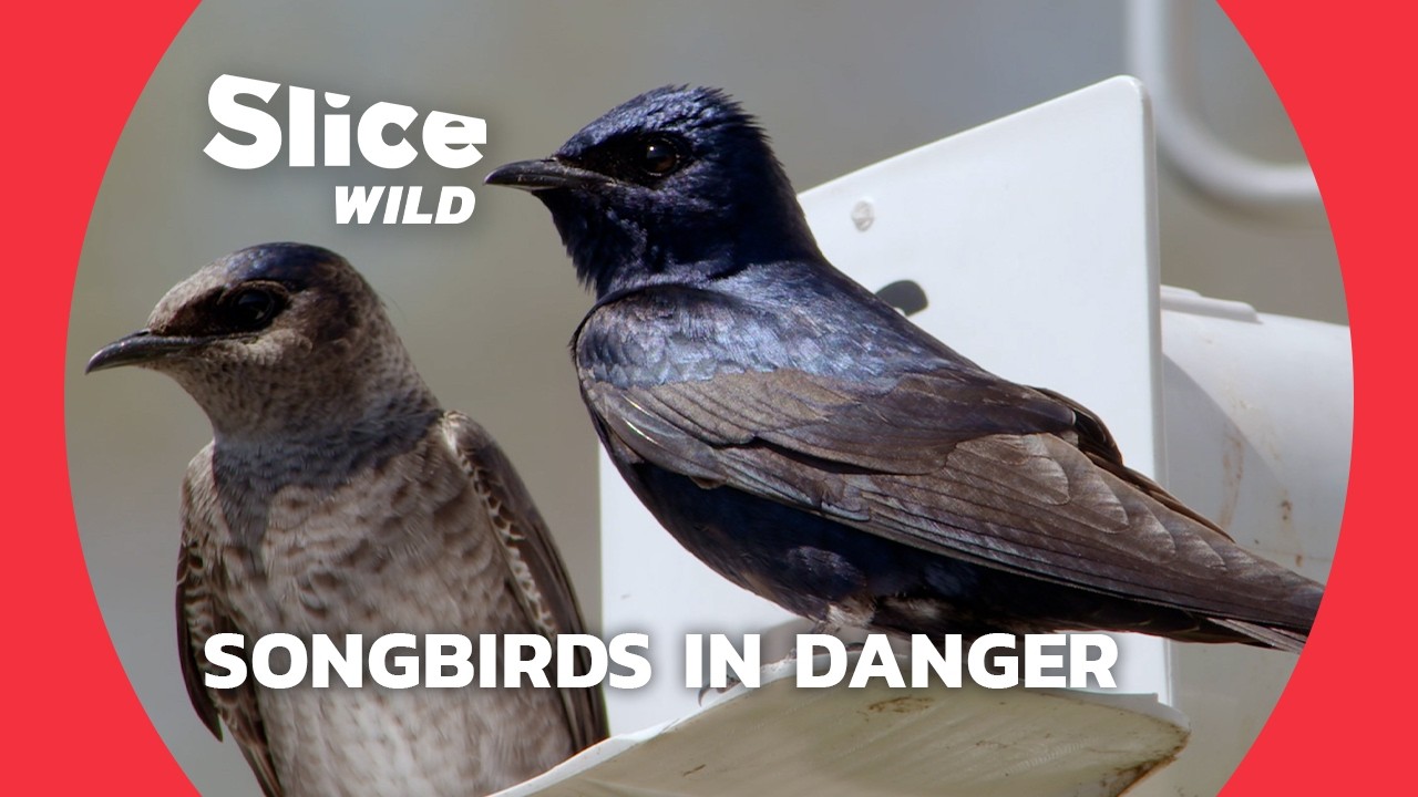 Songbird SOS: Saving Earth's Singers | SLICE WILD
