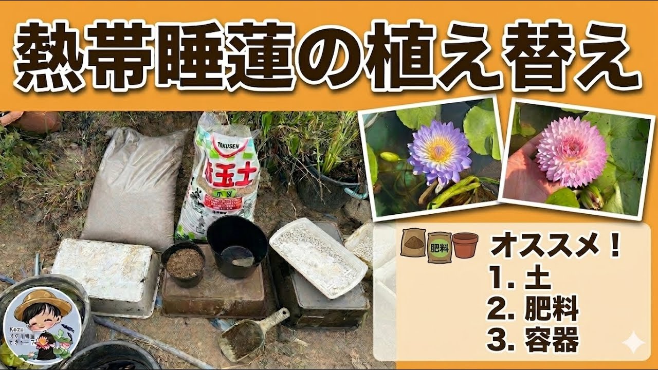 熱帯睡蓮の植え替え・株分け・植え付け方法！初心者でも失敗しない