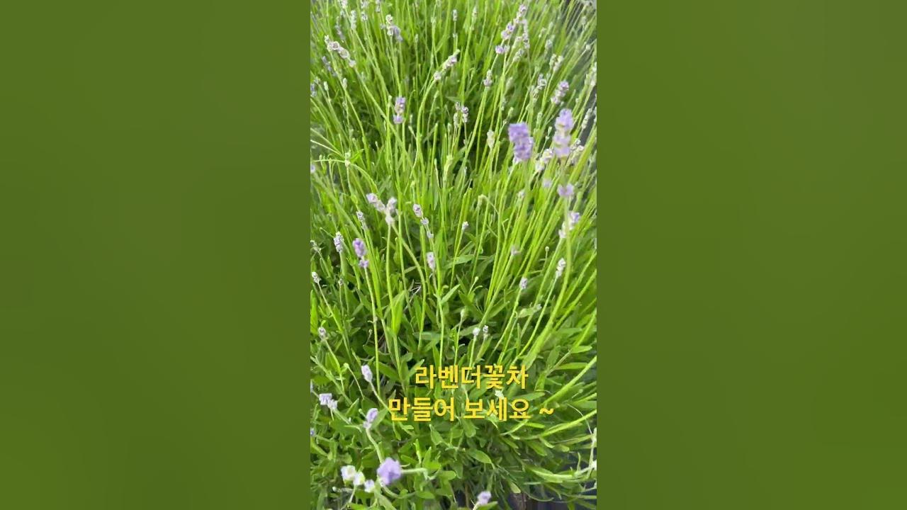 라벤더꽃차 만들어보세요~💜 - YouTube 라벤더꽃차 만들어보세요~💜 - Youtube