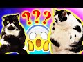 WHY ARE THEY DOING THIS FUNNY CAT MEMES 2022